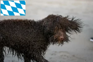 Read more about the article Irish Water Spaniel breeders and puppies in Bavaria