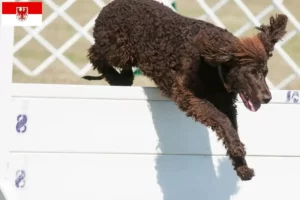 Read more about the article Irish Water Spaniel breeders and puppies in Brandenburg