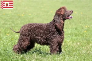 Read more about the article Irish Water Spaniel breeders and puppies in Bremen