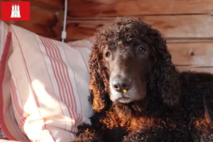 Read more about the article Irish Water Spaniel breeders and puppies in Hamburg