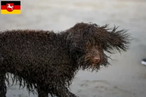 Read more about the article Irish Water Spaniel breeders and puppies in Lower Saxony