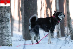 Read more about the article Jämthund breeders and puppies in Brandenburg