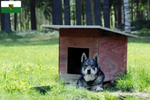 Read more about the article Jämthund breeders and puppies in Saxony