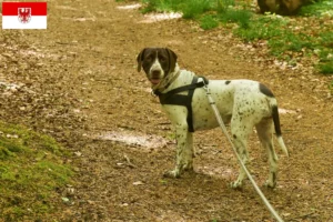 Read more about the article Old Danish Pointing Dog Breeder and Puppies in Brandenburg