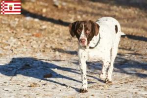 Read more about the article Old Danish Pointing Dog Breeder and Puppies in Bremen