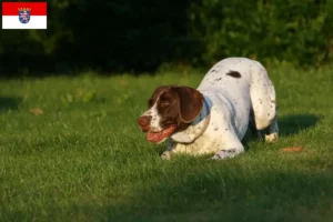 Read more about the article Old Danish Pointing Dog Breeder and Puppies in Hessen