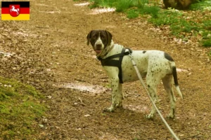 Read more about the article Old Danish Pointing Dog Breeder and Puppies in Lower Saxony