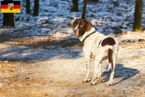 Read more about the article Old Danish Pointing Dog Breeder and Puppies in Saarland