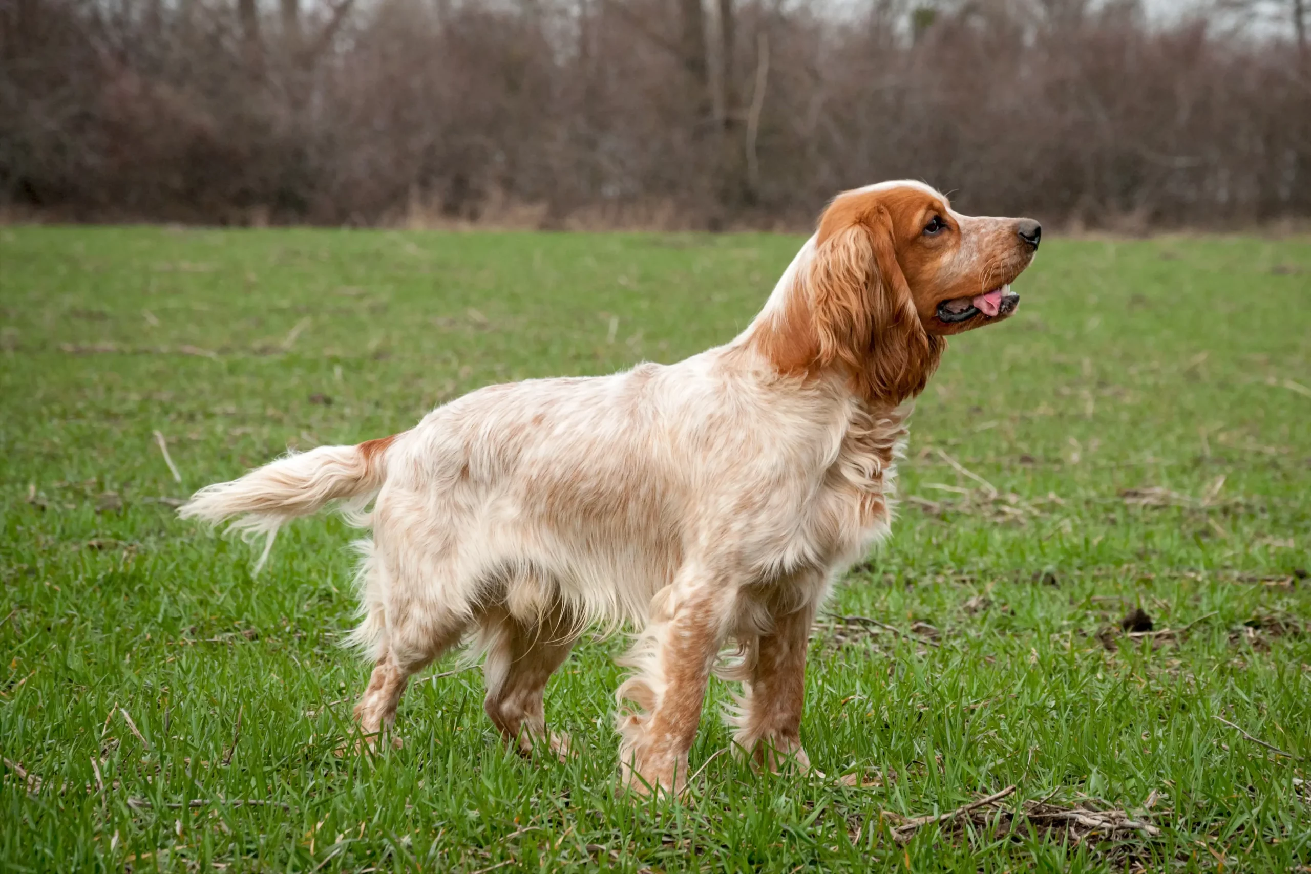 Read more about the article Russian Spaniel breeder