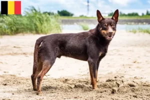 Read more about the article Australian Kelpie breeders and puppies in Belgium