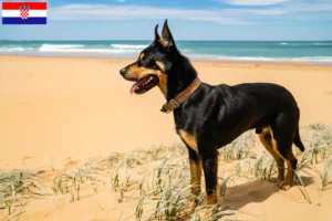 Read more about the article Australian Kelpie breeders and puppies in Croatia