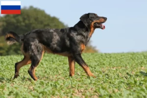 Read more about the article Beauceron breeders and puppies in Russia