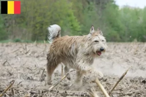 Read more about the article Berger de Picardie breeders and puppies in Belgium