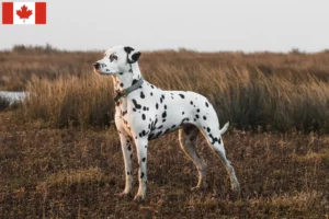 Read more about the article Dalmatian breeders and puppies in Canada