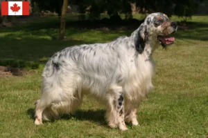 Read more about the article English Setter breeders and puppies in Canada