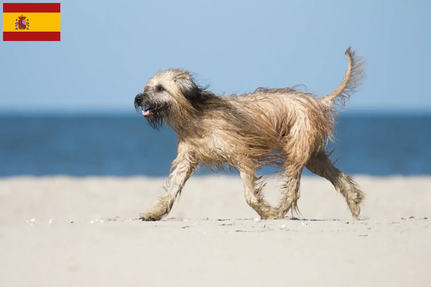 Read more about the article Gos d’Atura Catalá breeders and puppies in Spain