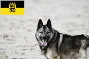 Read more about the article Norwegian Elkhound breeders and puppies in Baden-Württemberg