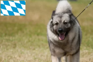 Read more about the article Norwegian Elkhound breeders and puppies in Bavaria