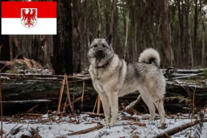 Read more about the article Norwegian Elkhound breeders and puppies in Brandenburg