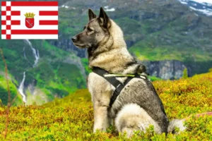 Read more about the article Norwegian Elkhound breeder and puppies in Bremen