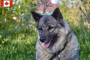 Read more about the article Norwegian Elkhound breeders and puppies in Canada