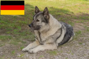 Read more about the article Norwegian Elkhound breeders and puppies in Germany