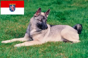 Read more about the article Norwegian Elkhound breeders and puppies in Hesse