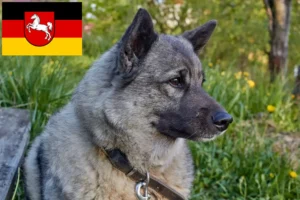 Read more about the article Norwegian Elkhound breeders and puppies in Lower Saxony