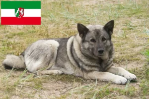 Read more about the article Norwegian Elkhound breeders and puppies in North Rhine-Westphalia