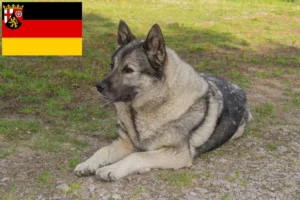 Read more about the article Norwegian Elkhound breeders and puppies in Rhineland-Palatinate