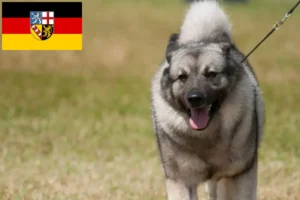 Read more about the article Norwegian Elkhound breeders and puppies in Saarland