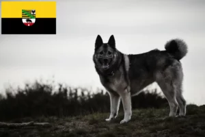 Read more about the article Norwegian Elkhound breeders and puppies in Saxony-Anhalt