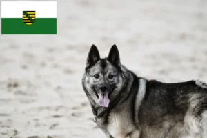 Read more about the article Norwegian Elkhound breeders and puppies in Saxony