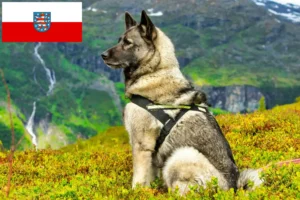 Read more about the article Norwegian Elkhound breeders and puppies in Thuringia