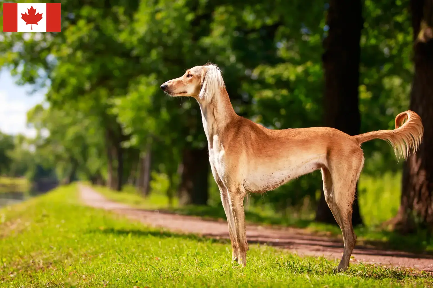 Read more about the article Saluki breeders and puppies in Canada