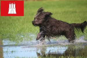 Read more about the article Sheep Poodle breeders and puppies in Hamburg