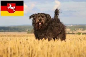 Read more about the article Sheep Poodle breeders and puppies in Lower Saxony