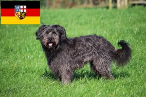 Read more about the article Sheep Poodle breeders and puppies in Saarland