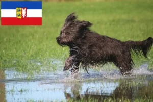 Read more about the article Sheep Poodle breeders and puppies in Schleswig-Holstein