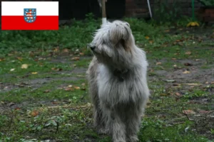 Read more about the article Sheep Poodle breeders and puppies in Thuringia