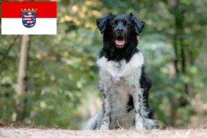 Read more about the article Stabij breeders and puppies in Hessen