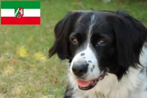 Read more about the article Stabij breeders and puppies in North Rhine-Westphalia