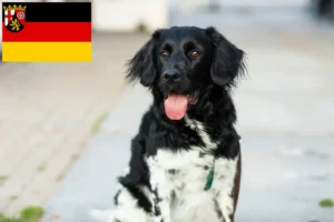 Read more about the article Stabij breeders and puppies in Rhineland-Palatinate