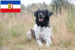 Read more about the article Stabij breeders and puppies in Schleswig-Holstein