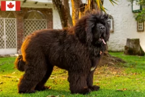 Read more about the article Tibetan Mastiff breeders and puppies in Canada