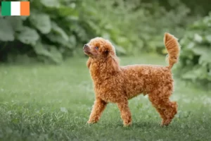 Read more about the article Poodle breeders and puppies in Ireland