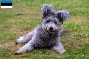 Read more about the article Pumi breeders and puppies in Estonia