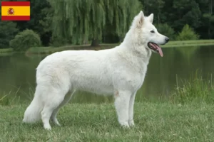 Read more about the article White Swiss Shepherd Dog Breeder and Puppies in Spain