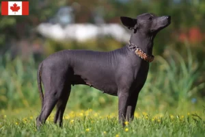 Read more about the article Xolo breeders and puppies in Canada