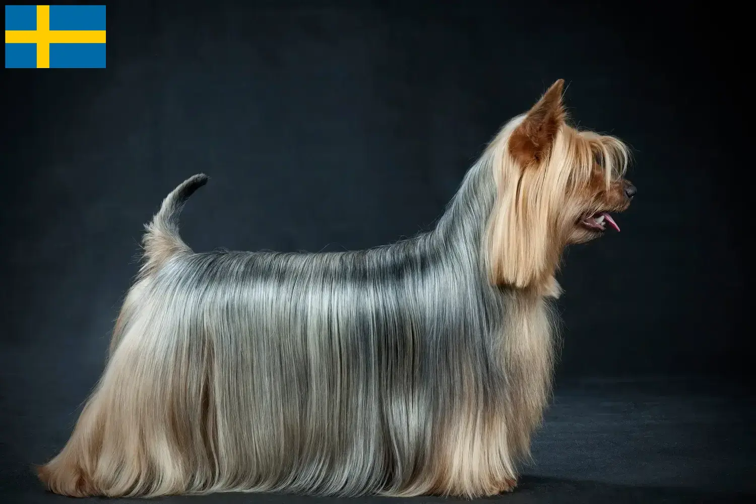 Read more about the article Australian Silky Terrier breeders and puppies in Sweden